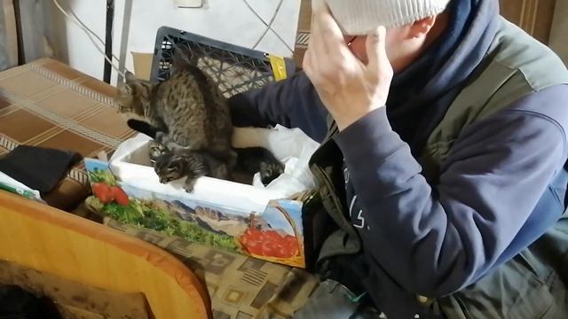 08.11.2023.Дежавю!С 5:00-обзор котят!С 12:10-возможности здоровья и дополнительный доход!8924123244 смотреть онлайн