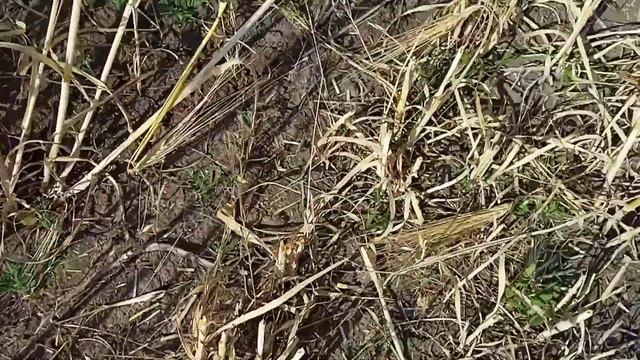 Урожай не радует! Цены нет! Косим, чтобы убрать с поля. смотреть онлайн