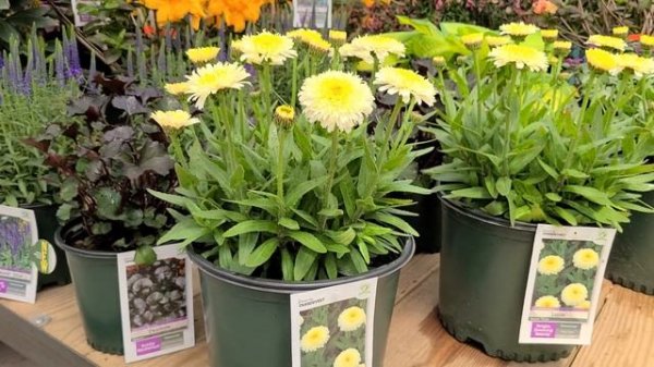 Leucanthemum 'Luna' (Shasta Daisy) // Superb, Easy to Grow Perennial with Unusual POM-POM ?Flowers!