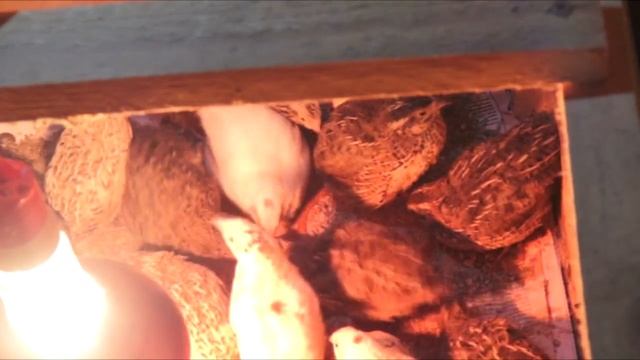 Перепелята питаются опарышем