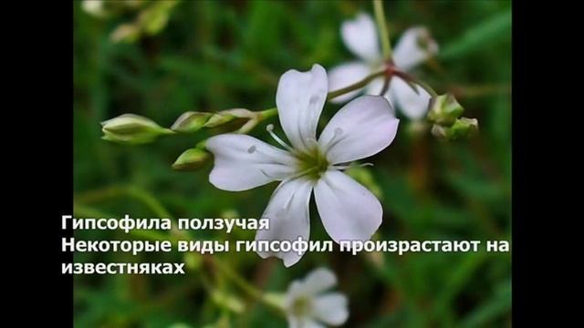 Дюжина забавных названий цветов смотреть онлайн