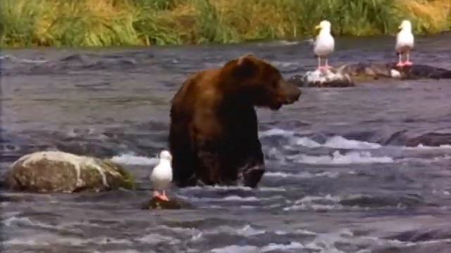 Берегите приРОДу смотреть онлайн