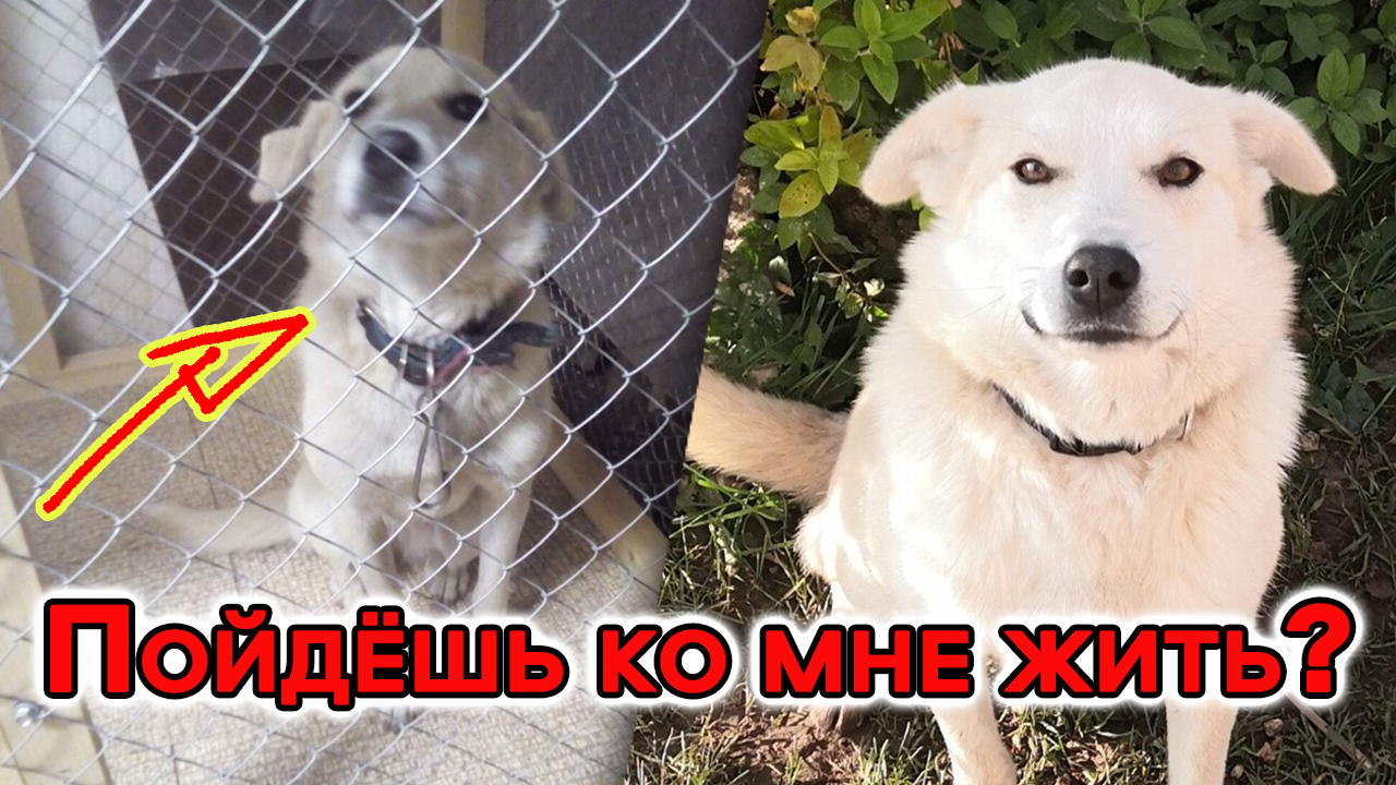 “Пойдёшь ко мне жить?” – спросила девушка у собаки, которая пыталась уснуть на улице под дождём. смотреть онлайн