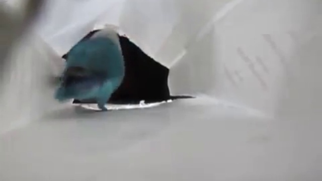 Попугай отстукивает чечетку смотреть онлайн