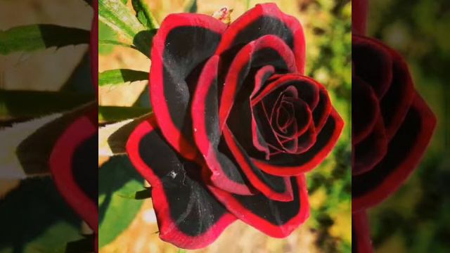 Albert Fossen "KARUSEL" İfa: Xeyrulla Dadaşov Aranjıman: Elnur Əbu-Bəkr смотреть онлайн