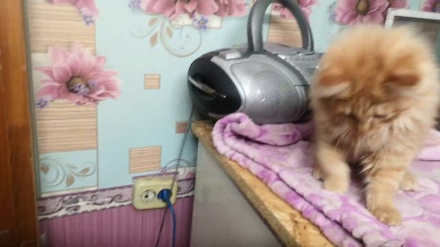 Котенок смотреть онлайн