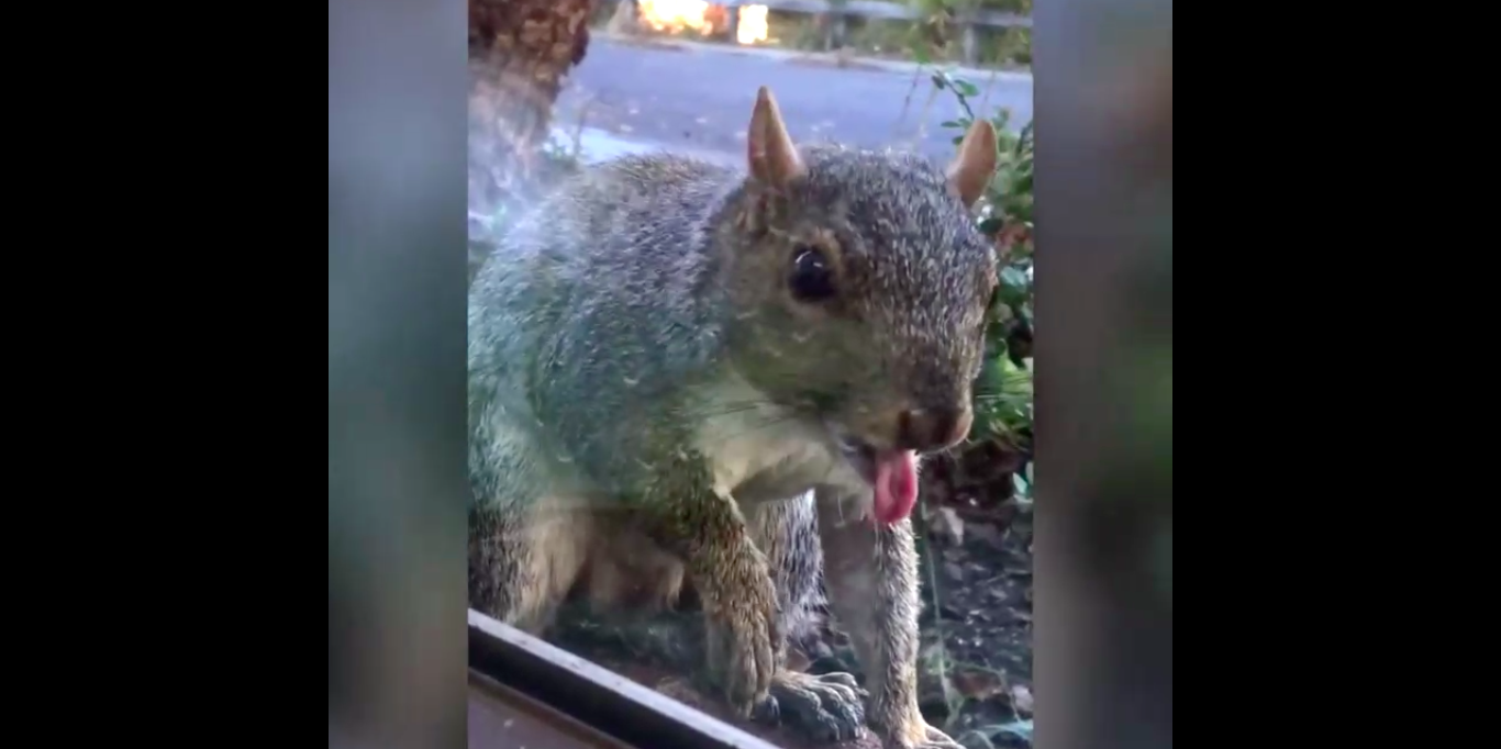 отвязные белки смотреть онлайн