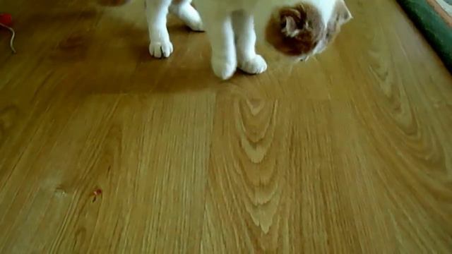 КоТ ВиЛи (скотиш фолд) и ЗуБаЧиСтКа))) смотреть онлайн