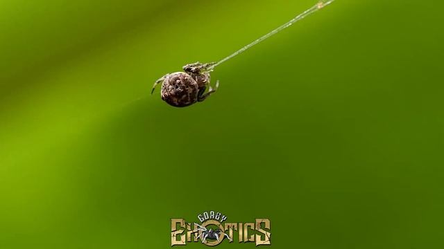 Kilalanin natin ang Araneus ventricosus Spider смотреть онлайн