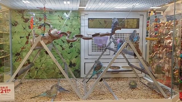 Melopsittacus undulatus #1 смотреть онлайн