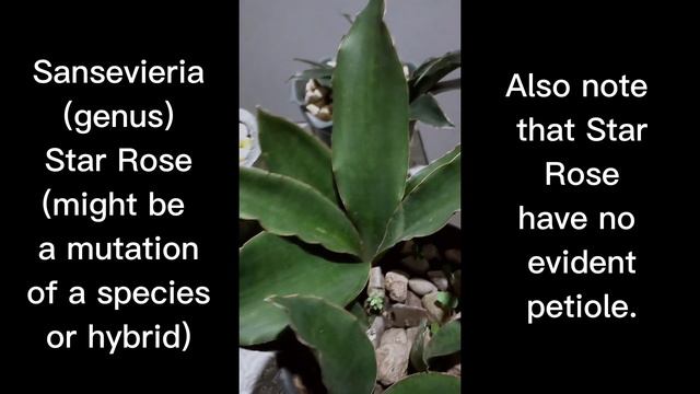 Sansevieria Unconfirmed Species/Hybrid Episode 02: Star Rose @sansevieria1018