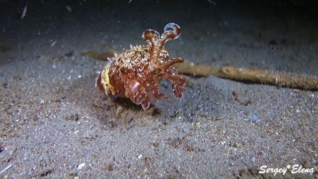Underwater Fantasy ANILAO, Philippines - Video Sony RX100 смотреть онлайн