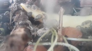 Вся правда о мокрицах. Интересное противное животное. Мокрицы полезны и опасны. Porcellio levis
