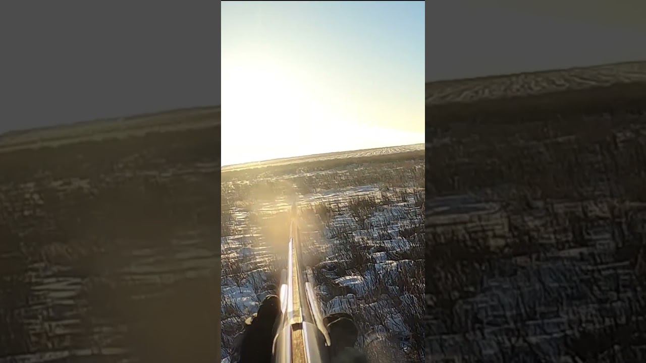 ОХОТА НА ЗАЙЦА 2024. ТАКОЙ ОХОТЫ У МЕНЯ ЕЩЕ НЕ БЫЛО! #охота #охотаназайца смотреть онлайн