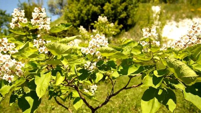 Свадьба Юлии и Евгения. Лето 2022 год. смотреть онлайн