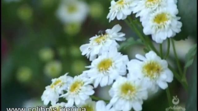 Ибради смотреть онлайн