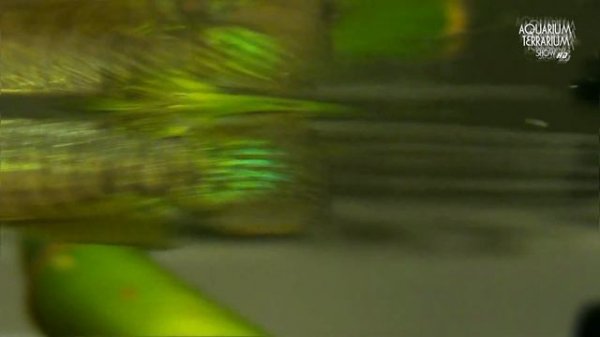 Werner's killifish (Aplocheilus werneri) & Striped Panchax (Aplocheilus lineatus)