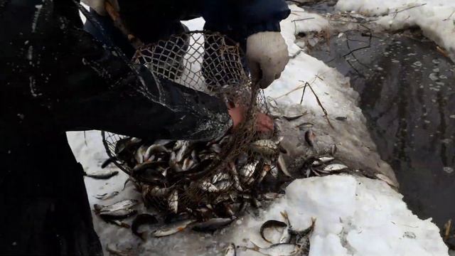 Ловим живца зимой сачком, мор рыбы. смотреть онлайн