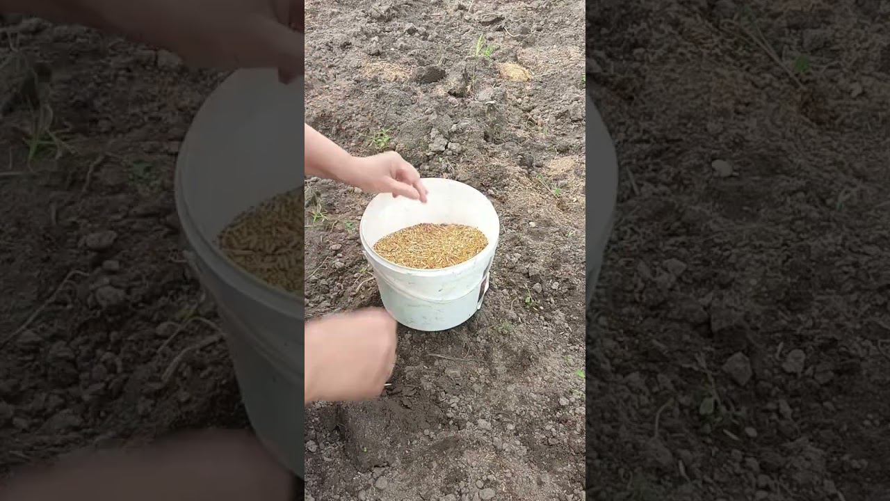 как улучшить почву? #огород #shorts смотреть онлайн