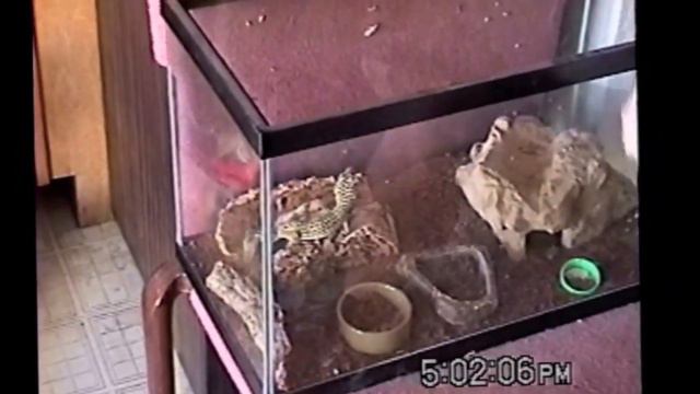 Scotch the Dog смотреть онлайн