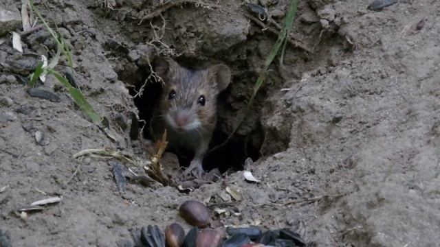Мыша выбирает семечки смотреть онлайн