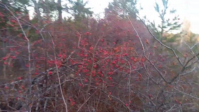 Собираю боярышник. Во сколько раз усыхает, сколько можно заработать. смотреть онлайн