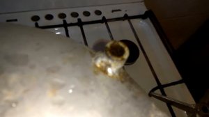 Консерва из леща в автоклаве