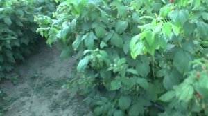 Малина Полана обзор с 24.07.2021 года