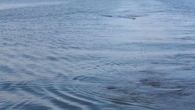 Рыбалка на Рыбинке.троллинг смотреть онлайн