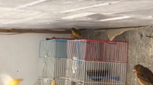 Канарейка вольер 11