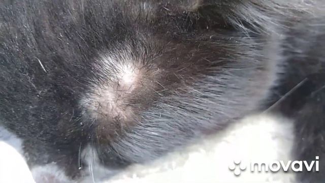 Как удалить клеща с кота и что делать потом? смотреть онлайн