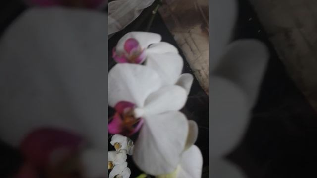 как сказал доктор Ватсон - "орхидэи еще не зацвели" - А У МЕНЯ ОРХИДЕИ ЗАЦВЕЛИ! УКРАИНА реал видео смотреть онлайн
