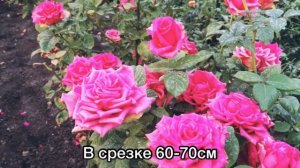 Роза Хот Эксплорер