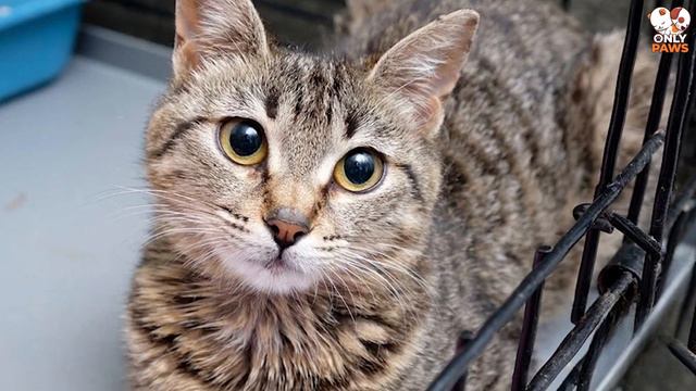 Der Blick der Katze änderte sich, als sie merkte, dass sie nicht nur zum Tierarzt gebracht wurde смотреть онлайн