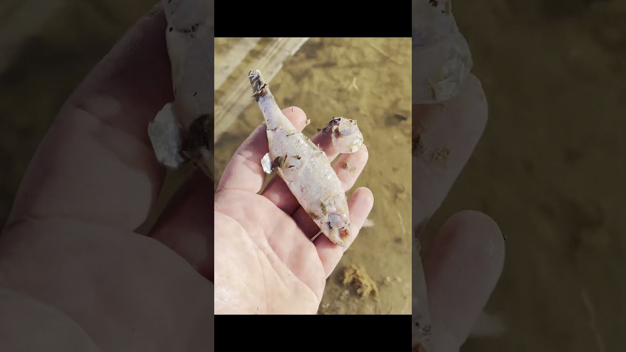 Что надо этой рыбе. Вскрытие показало! смотреть онлайн