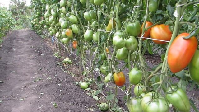 КНЯГИНЯ И РАДУНИЦА смотреть онлайн