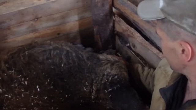 ОПОРОС У СВИНЕЙ. КОЛЕМ ЖЕЛЕЗО.