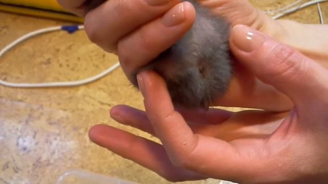 ОПРЕДЕЛЯЕМ ПОЛ СИРИЙСКОГО ХОМЯЧКА! смотреть онлайн