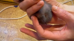 ОПРЕДЕЛЯЕМ ПОЛ СИРИЙСКОГО ХОМЯЧКА!