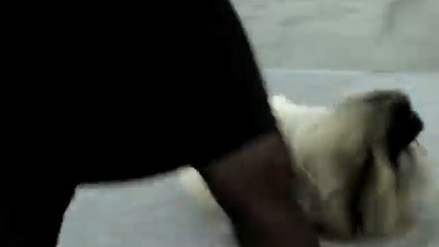 Сравнение на лучшего кобеля смотреть онлайн