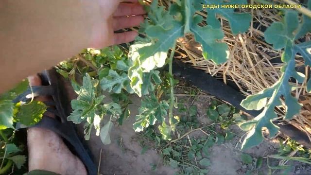 Выращивание арбузов в открытом грунте.Нормировка урожая арбуза смотреть онлайн