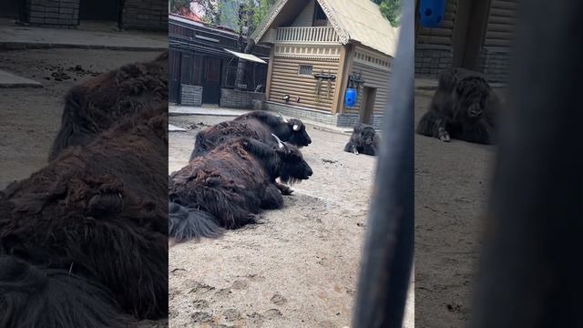 Московский зоопарк 2023, панды🐼, фламинго 🦩, жираф 🦒, пингвины 🐧🫶🏻 смотреть онлайн