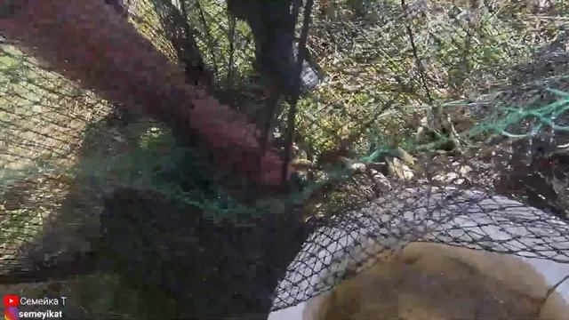 Пруд на даче. Вот такая получилась рыбалка? на паук и вершу. Запускаем карася в свой пруд на участк смотреть онлайн