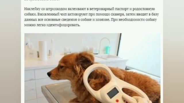 Чем может помочь чипирование собаки и как это спасло жизнь нашей подопечной смотреть онлайн
