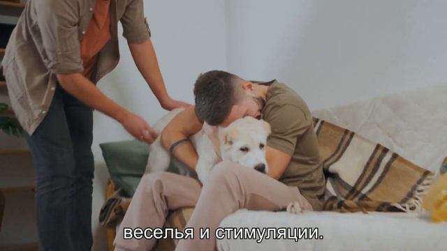 Почему собаки гоняются за машинами? смотреть онлайн