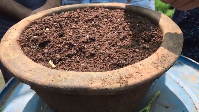 HOW TO GROW CUTTINGS OF RED SISTER TI PLANTS | Cordyline (Cordyline fruticosa)| hawaiian red plant смотреть онлайн