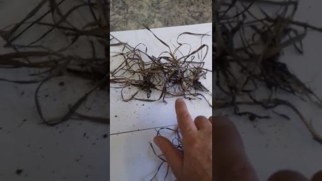 Действие глифошанса супер на пырей ползучий. смотреть онлайн