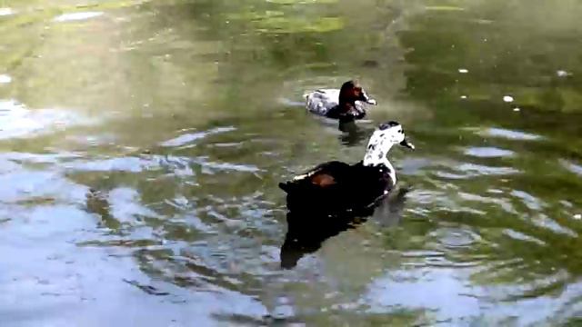 In Yerevan Zoo смотреть онлайн