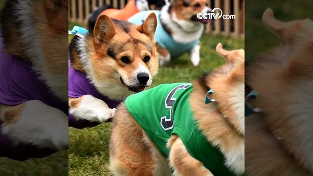 Corgis race at 'Corgi Nationals' championship| CCTV English смотреть онлайн