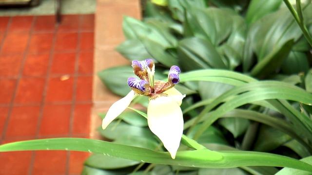 Mano de Dios (God´s Hand) // Oslo Creator Contest смотреть онлайн